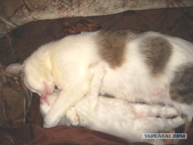 Котовторник 30.04.2013