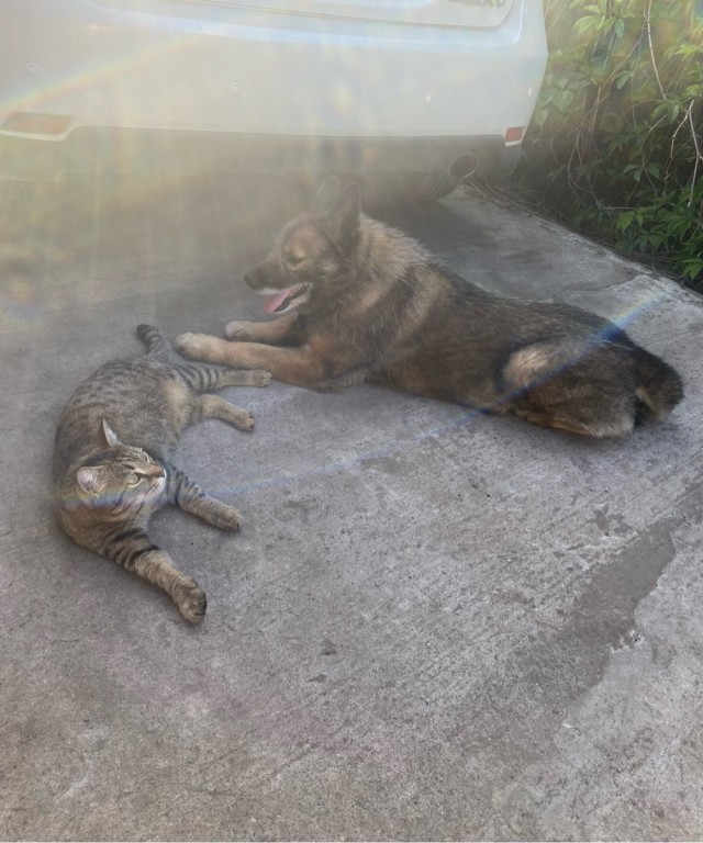 Котовторник в картинках