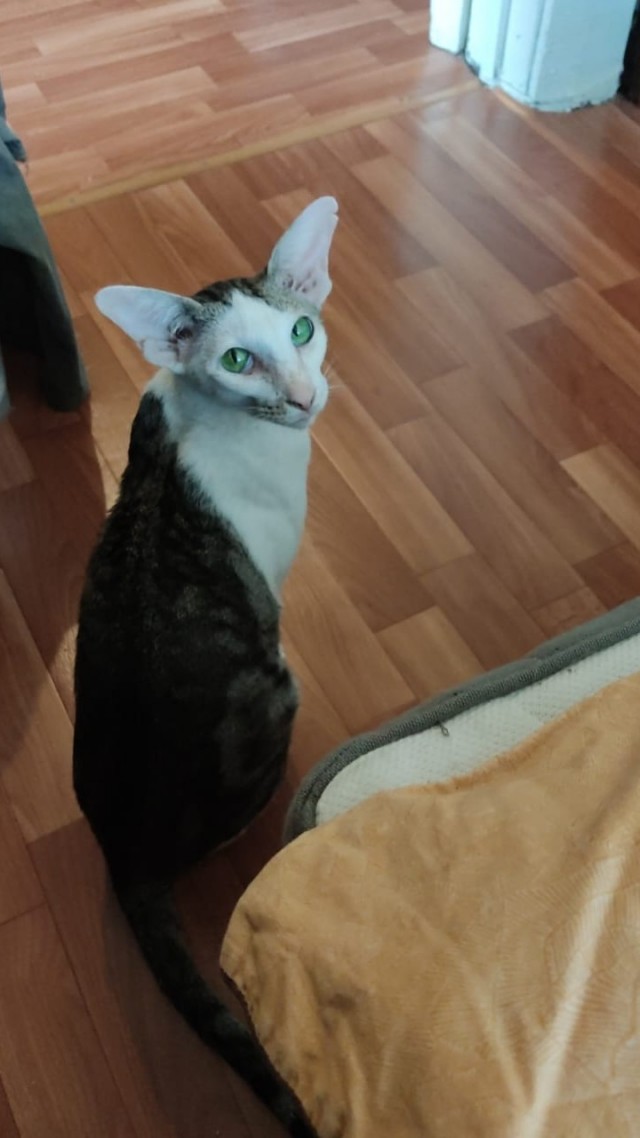 С Котовторником!