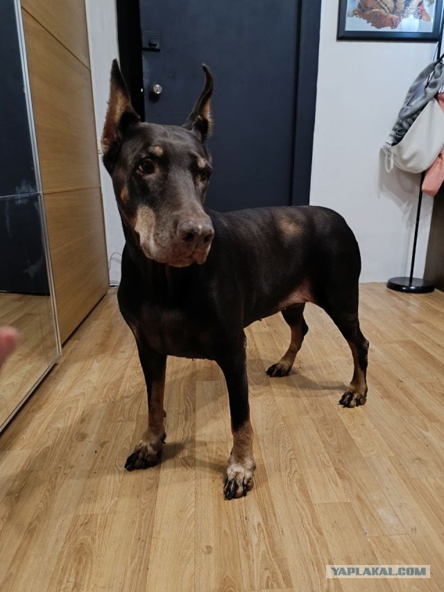 А у Даны д.р. Ей 10 лет!