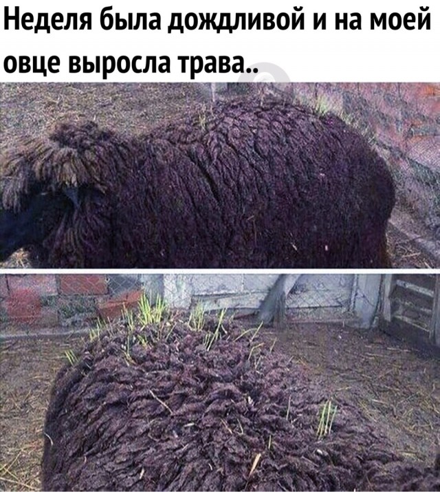 Завалялось тут случайно немного забавных картинок