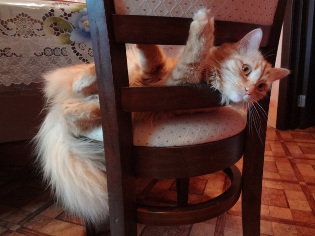 Котовторник 04.06.2013