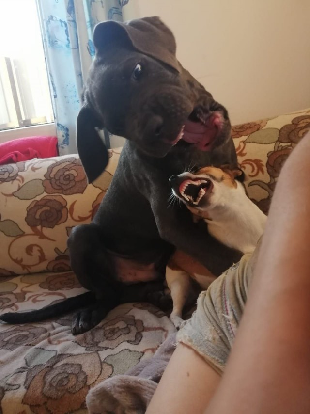 Собакочетверг!