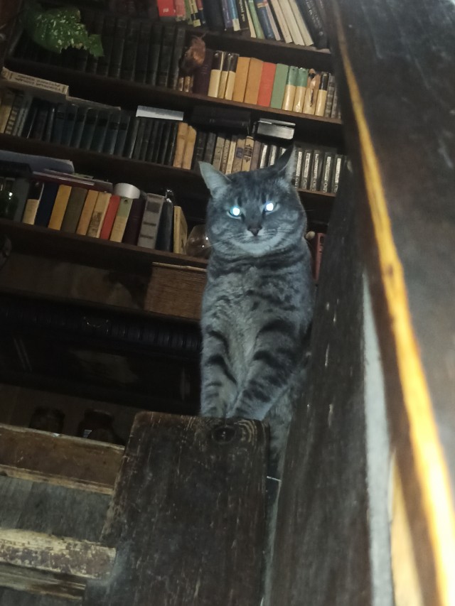 Осенний кот