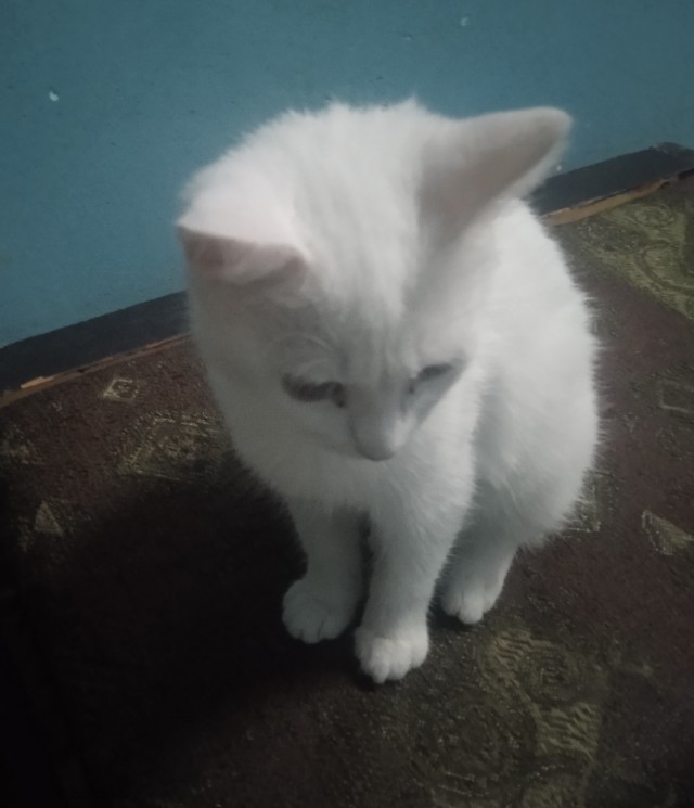 Котовторник.Наши модели