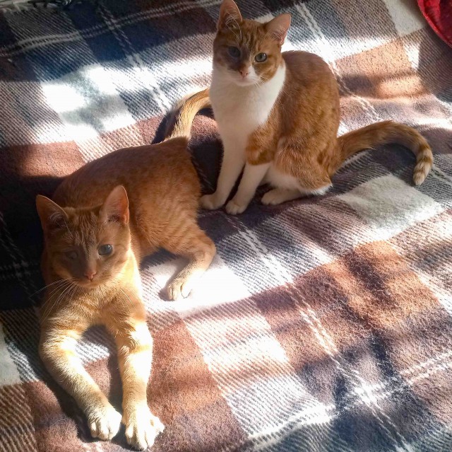 Котовторник. Где коты? Мой вот!