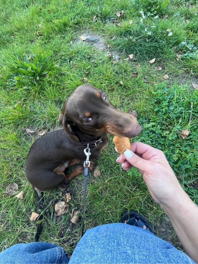 К собакочетвергу. Макс и его сын Рони. Добавляйте пожалуйста фото своих собачек.