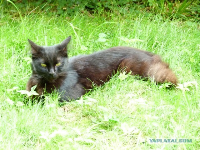 Котовторник 9.07.2013
