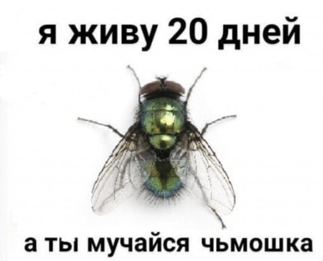 Дегронимикон
