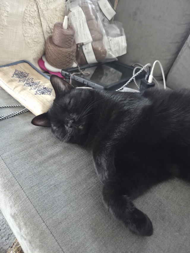 Котовторник же!