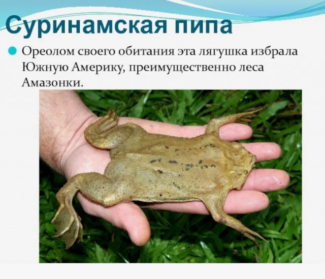 Пипа квакнула. Украинцы, будете ли крыть?
