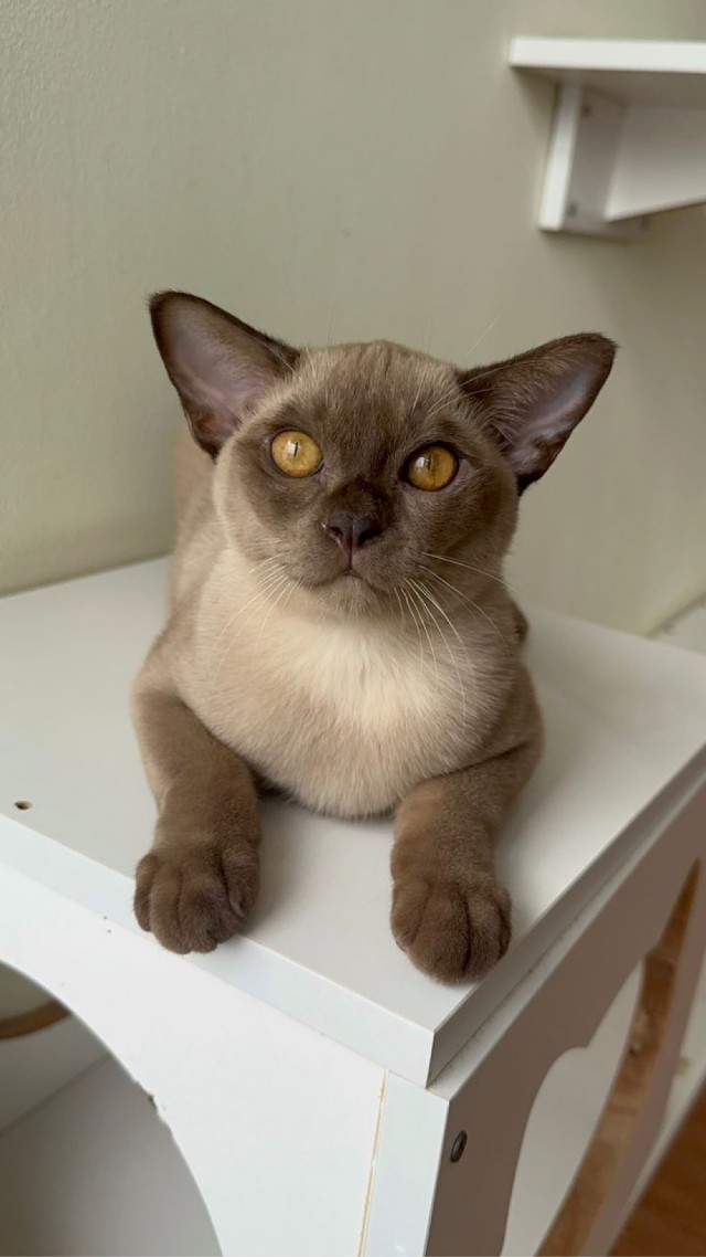 Наши коты