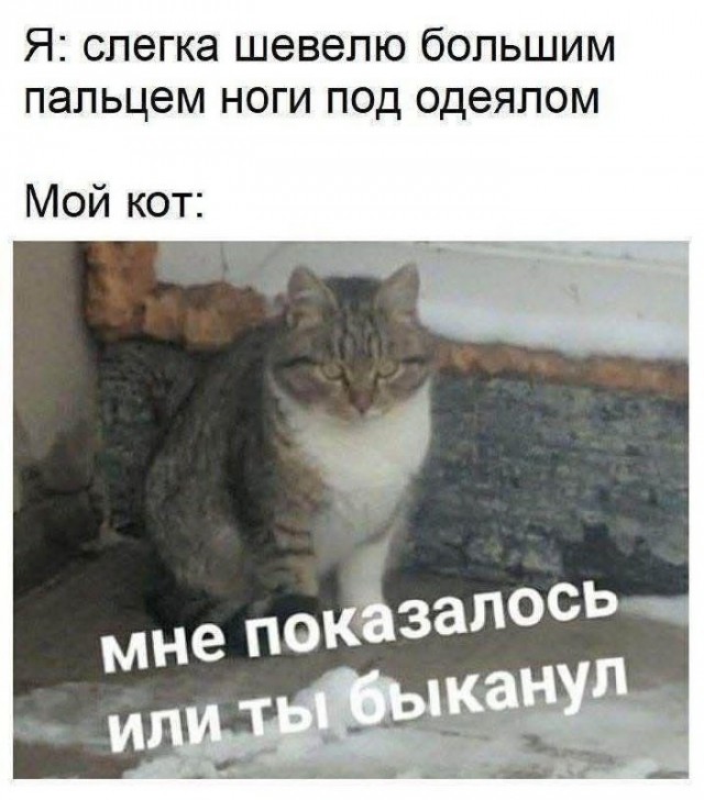 Кот токсикоман