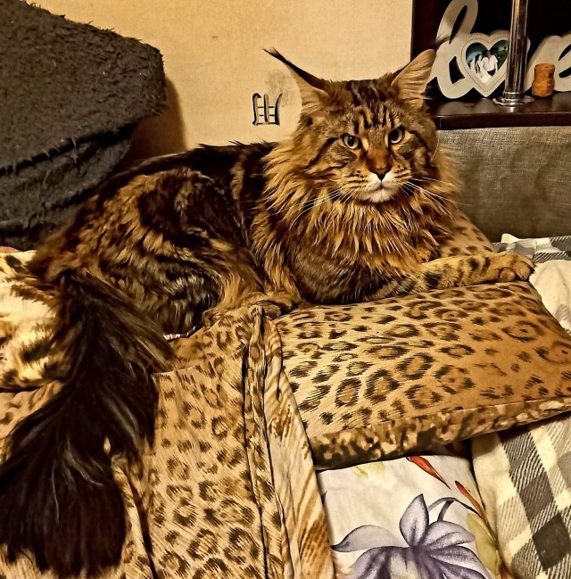 Филя