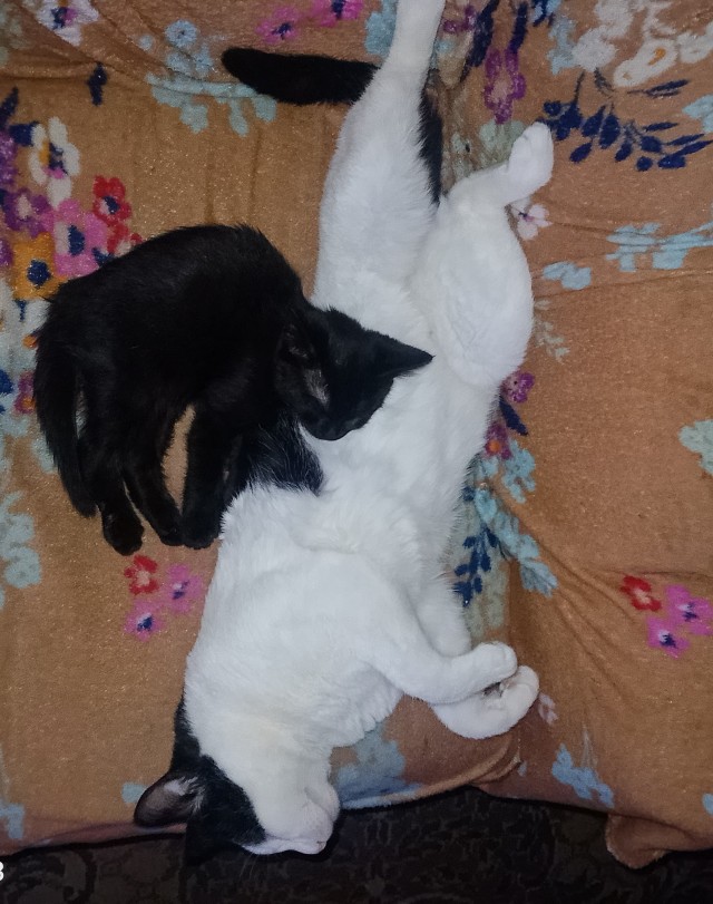 Котовторник же!