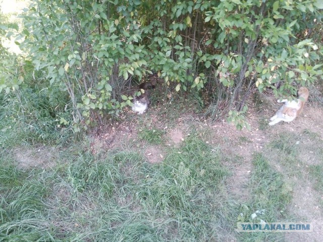 Жизнь домашнего приюта для котеек 578