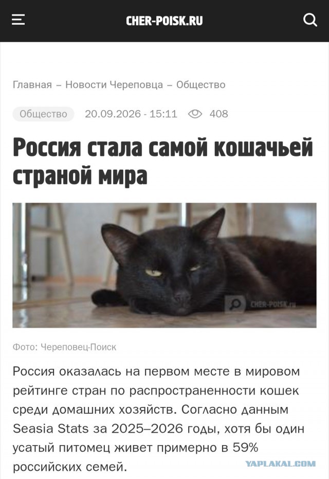 Трëхцветная кошка отлично валяется