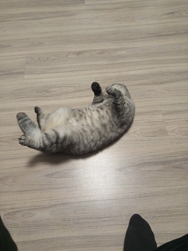 Очередной котовторник