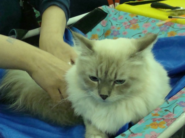 Выставка кошек. Котовторник