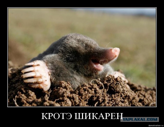 Визуализируем свои ники!