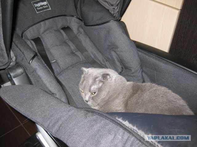 Котовторник 4.02.2014