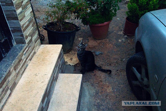 Котовторник 01.04.2014
