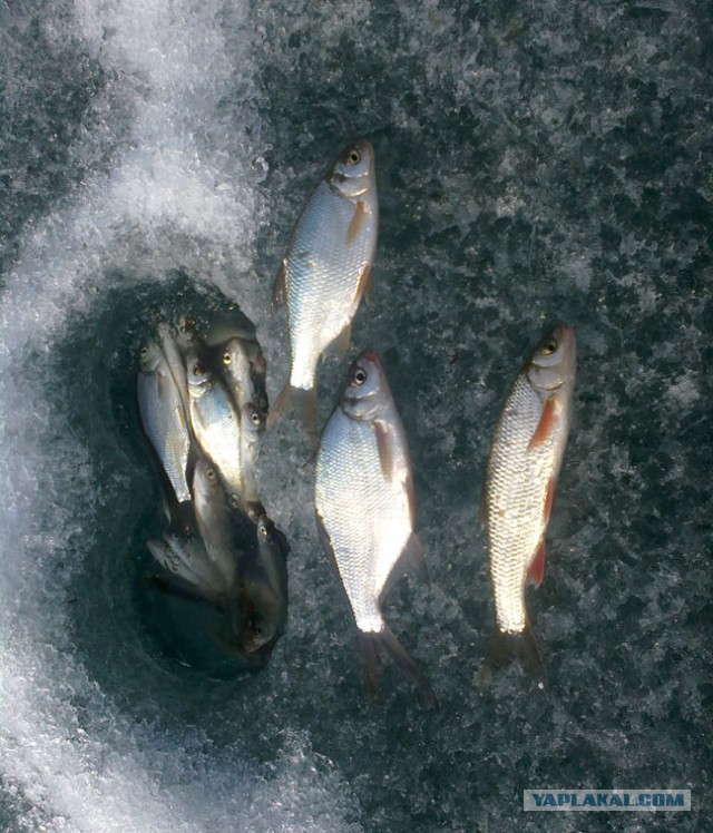 На заливе Иркутского водохранилища