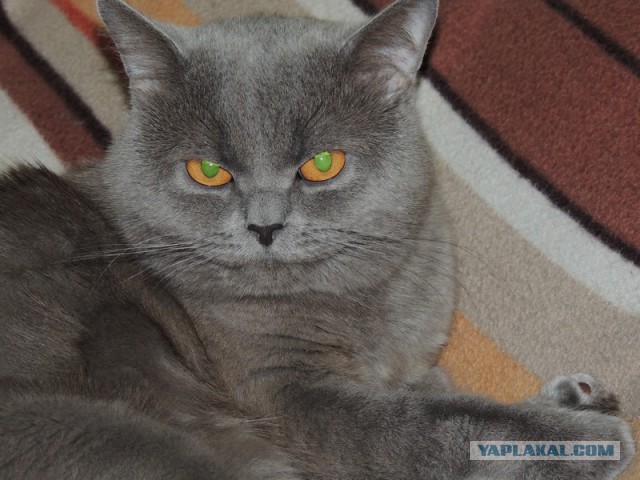 Котовторник   15.04.2014