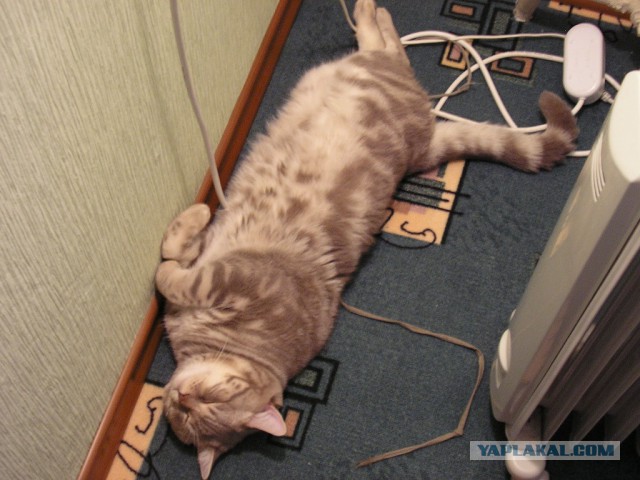 Просто жирный кот.