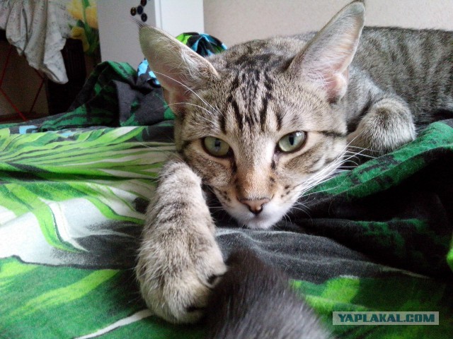 Котовторник 10.06.2014