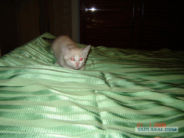 Котовторник 28.10.2014