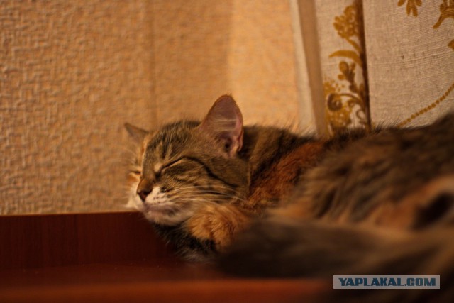 Котовторник 11.11.2014