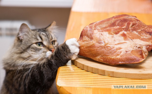 Кошачий Hardcore