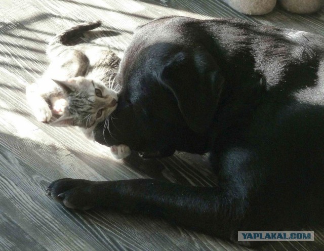 Котейки + Собакены = Любовь!