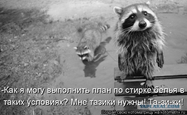 20 правил жизни енотов