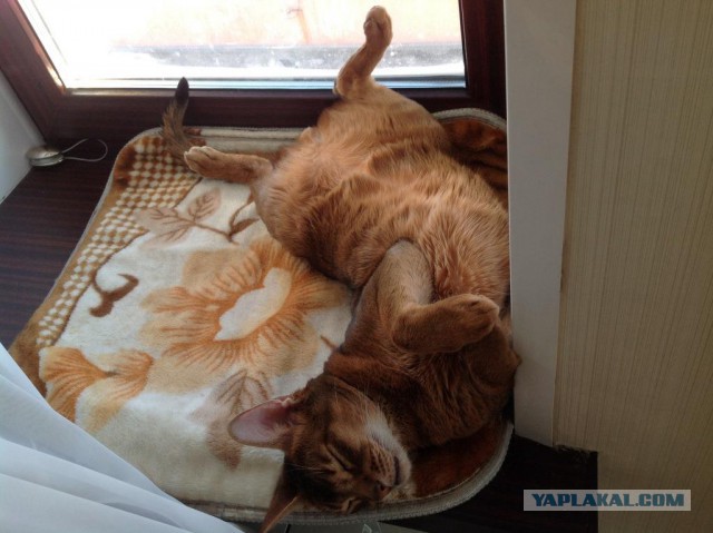Котовторник 31.03.2015