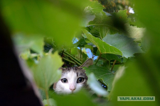 Котовторник 28.07.2015