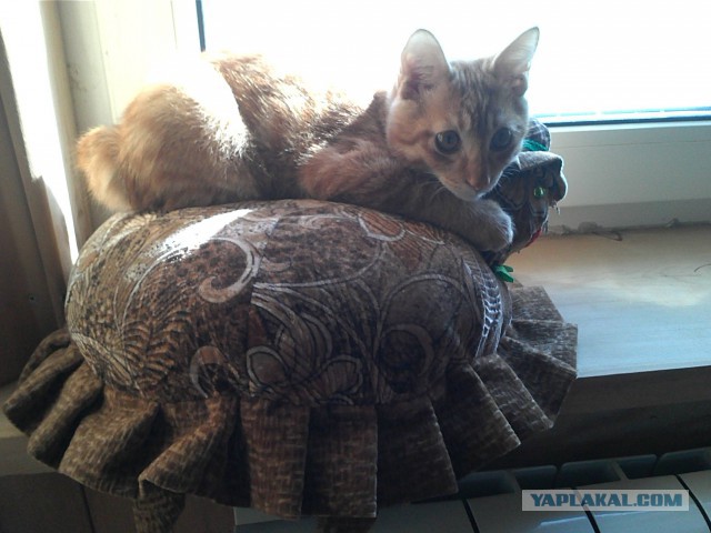 Котовторник 17.11.2015