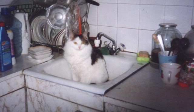 Коты, кошки, котята