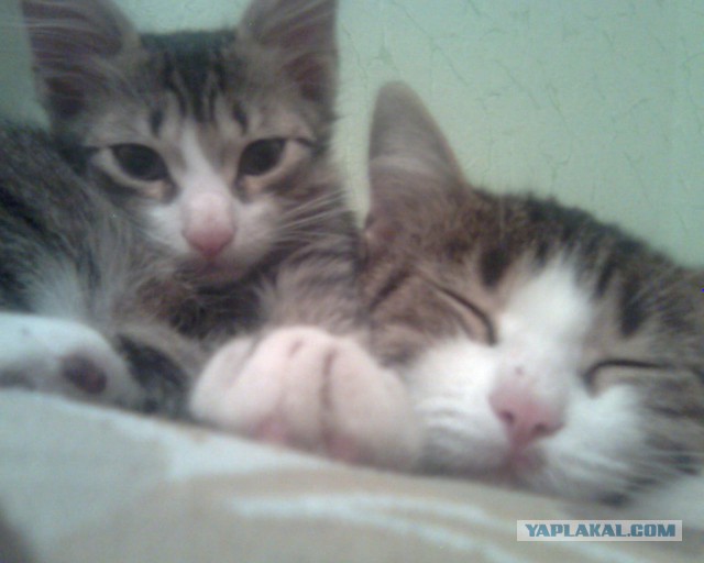 Котовторник 16.02.16