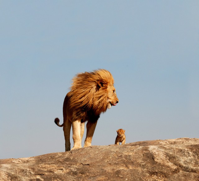 Картинки из сети