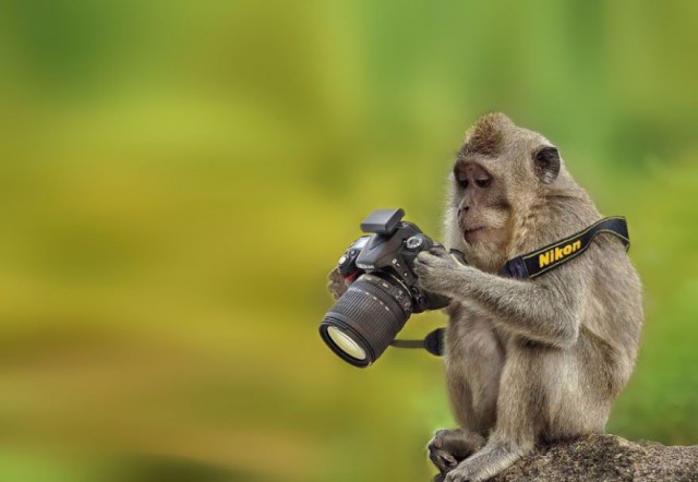 Животные и фотоаппарат