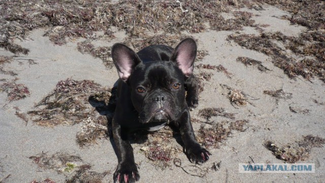 Лазерная указка и реакция животных на нее