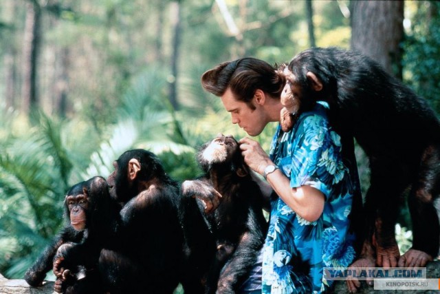 Сделайте паузу для срочного включения из ванны: два утёнка забрались на мохнатый остров из капибары