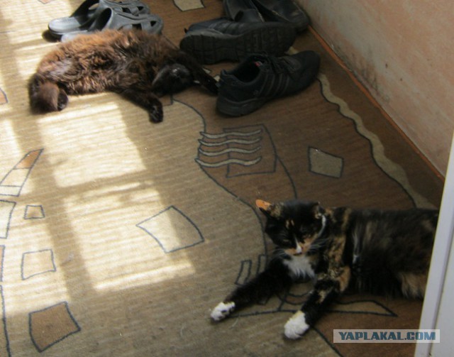 Котовторник 12.07.2016