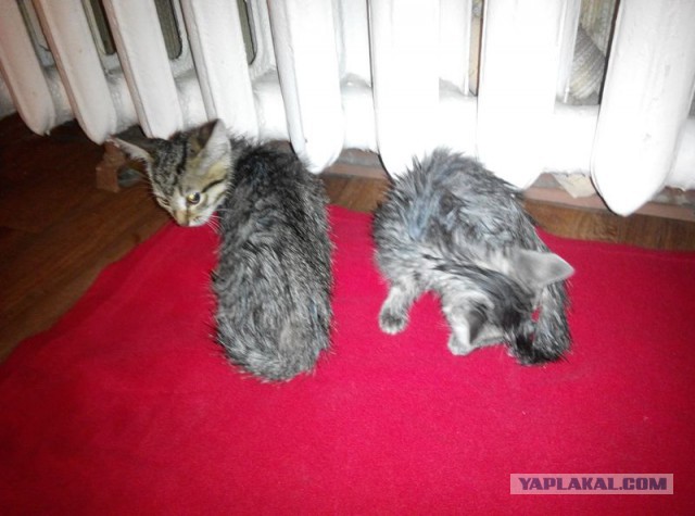 Найденыши (Кото понедельник)