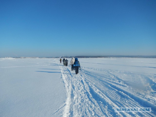 Как в зимнем лесу живется?