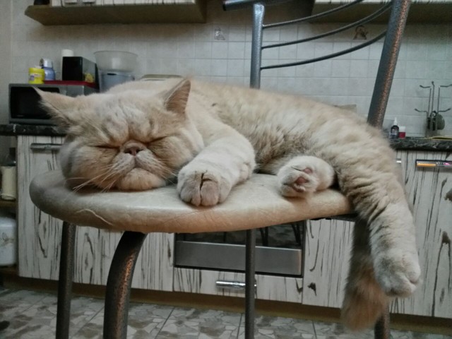 Котовторник  31.01.2017