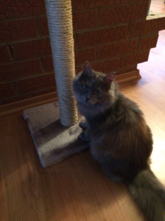 Коты и Кошки