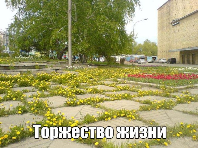 Подборка безудержного веселья